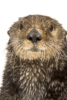 a close up of an otter looking at the camera