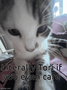 a cat with the words literally tori if you even care