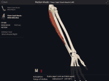 a computer screen shows a skeleton of a person 's arm and says " motion mode " at the top