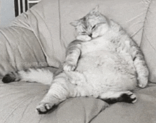 a fat cat is laying on a couch with its legs crossed .