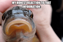 a fish is being held in someone 's hand with a caption that says my honest reaction to that information