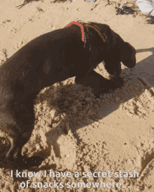 a dog is digging in the sand with a caption that says i know i have a secret stash of snacks somewhere