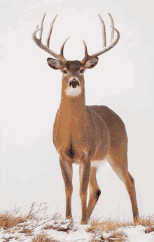 a large deer standing in a snowy field