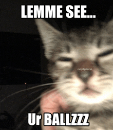 a picture of a cat with a caption that says " lemme see ur ballzzz "