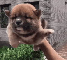 a person is holding a small brown and white puppy in their hand in front of a brick building .