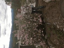 a woman in a hat stands next to a bush with pink flowers