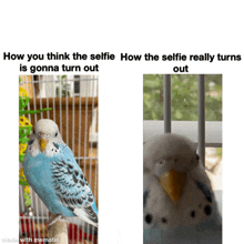 a bird in a cage with the caption how you think the selfie how the selfie really turns is gonna turn out made with mematic