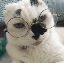 a close up of a cat wearing glasses