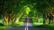 a road with trees on both sides and a white line on the middle