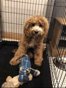 a small brown and white dog is sitting in a cage next to a stuffed animal