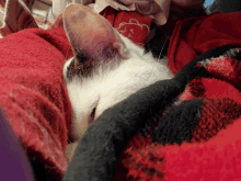 a cat laying on a red blanket with a teddy bear on it