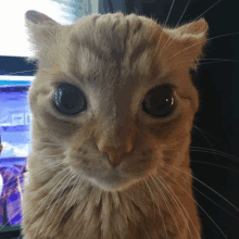 a close up of a cat 's face with a blue background