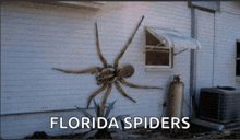 a picture of a spider on the side of a house with the words florida spiders below it