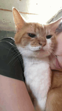 a close up of a person holding a cat