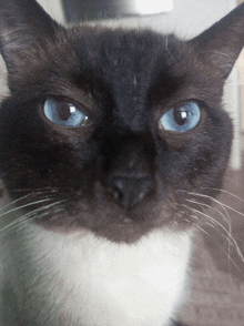 a close up of a black and white cat 's face with blue eyes