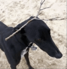 a black dog with a stick in its mouth