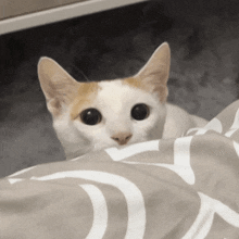 a white and orange cat laying on a bed