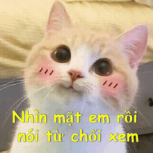 a cat with blush on its cheeks and the words nhìn mặt em rồi nói từ chối xem