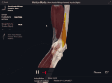 a computer screen showing muscles and joints with the motion mode displayed