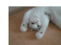 a white kitten is laying on its back on a carpet .