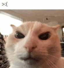 a close up of a cat 's face with a smiley face on the bottom .