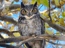 a great horned owl perched on a tree branch with a blue sky behind it