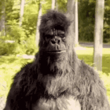 a furry gorilla is standing in the woods looking at the camera .