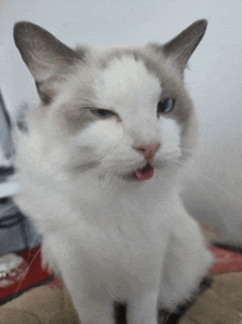 a close up of a cat making a funny face with its tongue out