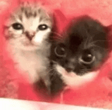 two kittens are sitting next to each other on a red background .