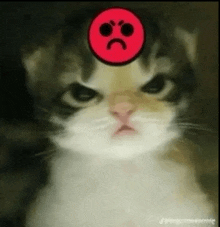 an angry cat with a red smiley face on its forehead .