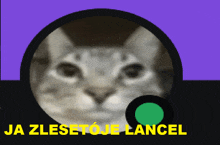 a picture of a cat with the words ja zlesetoje lancel written below it