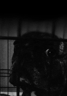 a close up of a person 's face in a cage