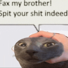 a person is petting a cat with a speech bubble that says fax my brother spit your shit indeed