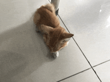 a kitten laying on a tiled floor looking up