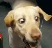 a dog is making a funny face with its eyes closed .