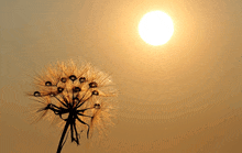 a dandelion is silhouetted against a sunset sky