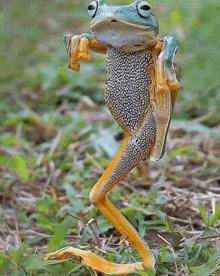 a frog is standing on its hind legs and looking at the camera