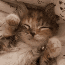 a brown and white kitten is sleeping on a bed with its eyes closed