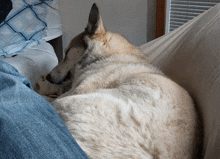 a dog laying on a couch with a person 's legs