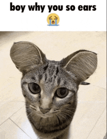 a picture of a cat with the words boy why you so ears above it