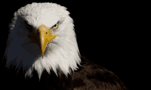 a close up of a bald eagle 's face with a black background