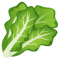 a close up of a lettuce leaf with white edges