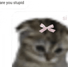 a cat with a pink bow on its head and the words are you stupid below it .