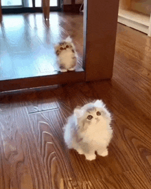 a fluffy kitten is looking at its reflection in a mirror