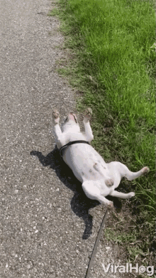 a dog is laying on its back on the side of a road with viralhog written on the bottom right