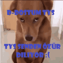 a picture of a brown dog with the words d-dostum tys tys senden ozur diliyor