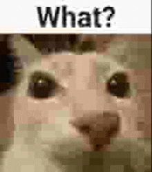 a pixelated image of a cat 's face with the words `` what ? '' written above it .