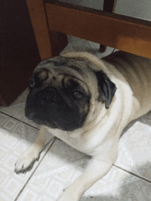 a pug dog laying on a tiled floor under a table