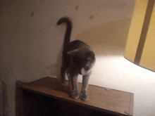 a cat standing on a wooden shelf with a lamp in the background