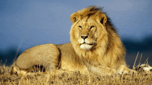 a lion laying down in a field with a blue sky behind it